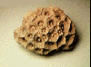 A coral fossil